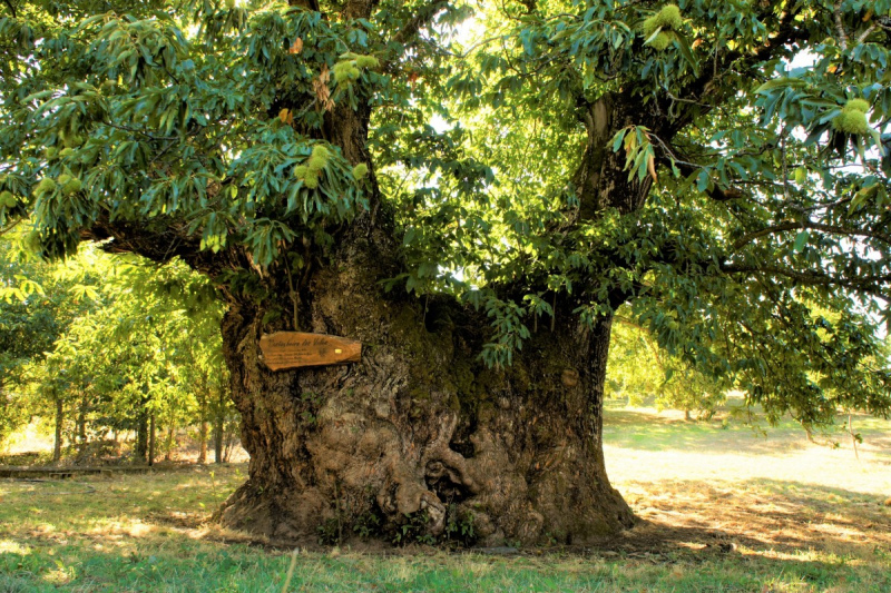 O Concurso Árvore Europeia do Ano (Tree of the Year 2020)&nbsp;realiza-se desde 2011, celebrando nesta ocasião a sua 10ª edição. Trata-se de uma iniciativa que todos os anos consciencializa mais 200 mil pessoas com a natureza, promovendo o cuidado e a preocupação com 16 árvores, a unidade de 16 comunidades locais em torno de uma causa e ainda o orgulho de 16 países na sua herança natural.

As votações para eleger a árvore europeia com a história mais interessante decorrem entre 1 e 29 de Fevereiro, através de um sistema de votação online, em que cada votante seleciona duas (2) árvores, o voto é depois confirmado através de um link enviado para o e-mail.

Embora seja possível votar na sua árvore preferida até 29 de Fevereiro, na fase final do concurso, designadamente a partir de 23 de Fevereiro, as classificações do Concurso Árvore do Ano Europeia deixarão de estar visíveis.

O vencedor só será conhecido no dia do anúncio final e o Prémio será entregue no Parlamento Europeu, no dia 17 de Março, numa cerimónia conduzida pelos eurodeputados do Partido Popular Europeu (PPE), o checo Luděk Niedermayer e o eslovaco Michal Wiezik.

Esta é uma final europeia, constituída pelos vencedores dos concursos nacionais dos países participantes: Bélgica, Bulgária, Croácia, Eslováquia, Espanha, França, Hungria, Itália, Irlanda, Países Baixos, Polónia, Portugal, Reino Unido, República Checa, Roménia e Rússia.

As histórias das árvores a concurso e o acesso à votação encontram-se disponíveis em: https://www.treeoftheyear.org/vote

&nbsp;

Fonte: UNAC – União da Floresta Mediterrânica

Foto: Castanheiro de Vales, vencedor do concurso nacional Árvore do Ano 2020.
	

