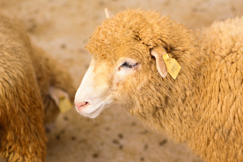 GREENING: Comissão autoriza pastoreio em áreas de pousio nos municípios com seca severa ou extrema