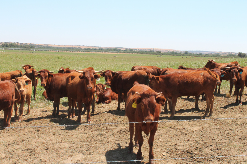 CAP CRITICA MINISTRO DO AMBIENTE por querer reduzir carbono à custa da produção de bovinos