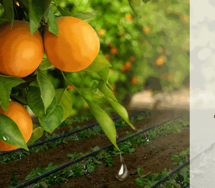 RECURSOS HÍDRICOS NA AGRICULTURA-10 anos de TRH