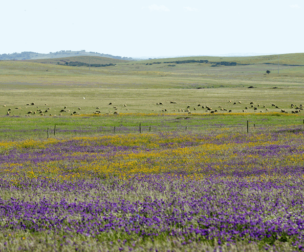 Biodiversidade e Alterações Climáticas