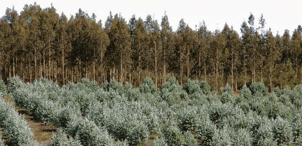 DESENVOLVIMENTO FLORESTAL DA REGIÃO OESTE: FATORES CRÍTICOS