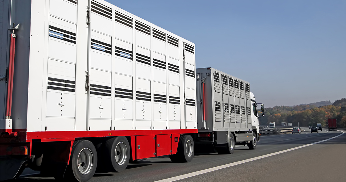 Proteção de Ruminantes e Equinos em Transporte de longa duração